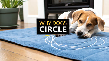 Why Do Dogs Circle Before Lying Down? Secrets & Insights