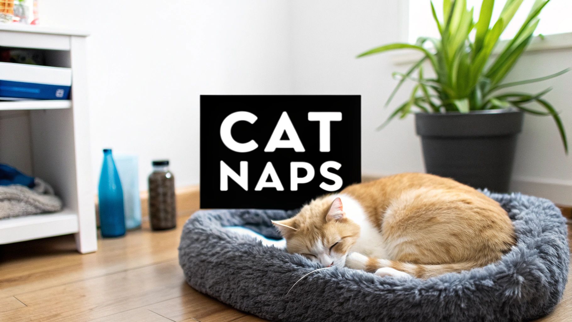 Understanding Your Cat's Sleeping Habits: Tips & Insights