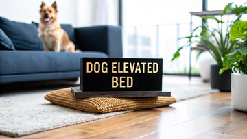 Choosing the Best Dog Elevated Bed