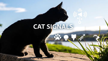 Understanding Cat Behavior: Spot Their Hidden Signals
