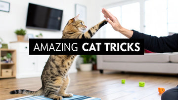 6 Amazing Tricks to Teach Your Cat in 2025