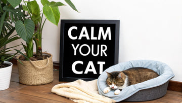 Natural Stress Relief for Cats: Top Tips to Calm Your Feline