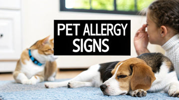 Spotting the Signs of Pet Allergies