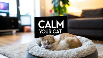 How to Calm a Cat Down The Right Way