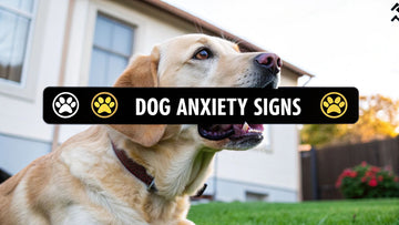 8 Key Signs of Dog Anxiety to Watch for in 2025