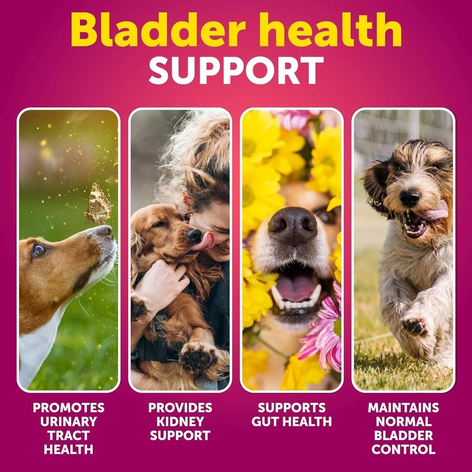 Do Not Sell On Amazon Dog UTI Treatment Cranberry Supplement Bladder Control Urinary Tract Infection Incontinence Pill Bladder Stones UTI Medicine Treats 70 Soft Chews For Kidney Support With Fish Oil - Flufer Store
